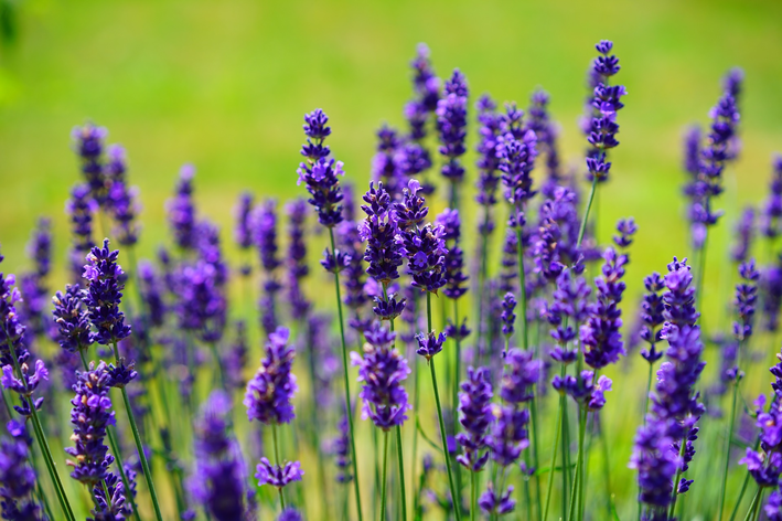Lavender: tuklasin ang mga pangunahing katangian ng bulaklak na nagmamahal sa araw