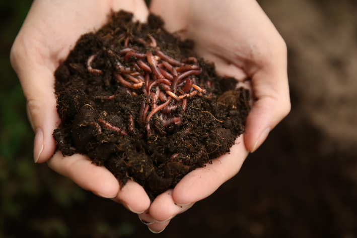 केंचुए मिट्टी के लिए कितने महत्वपूर्ण हैं?