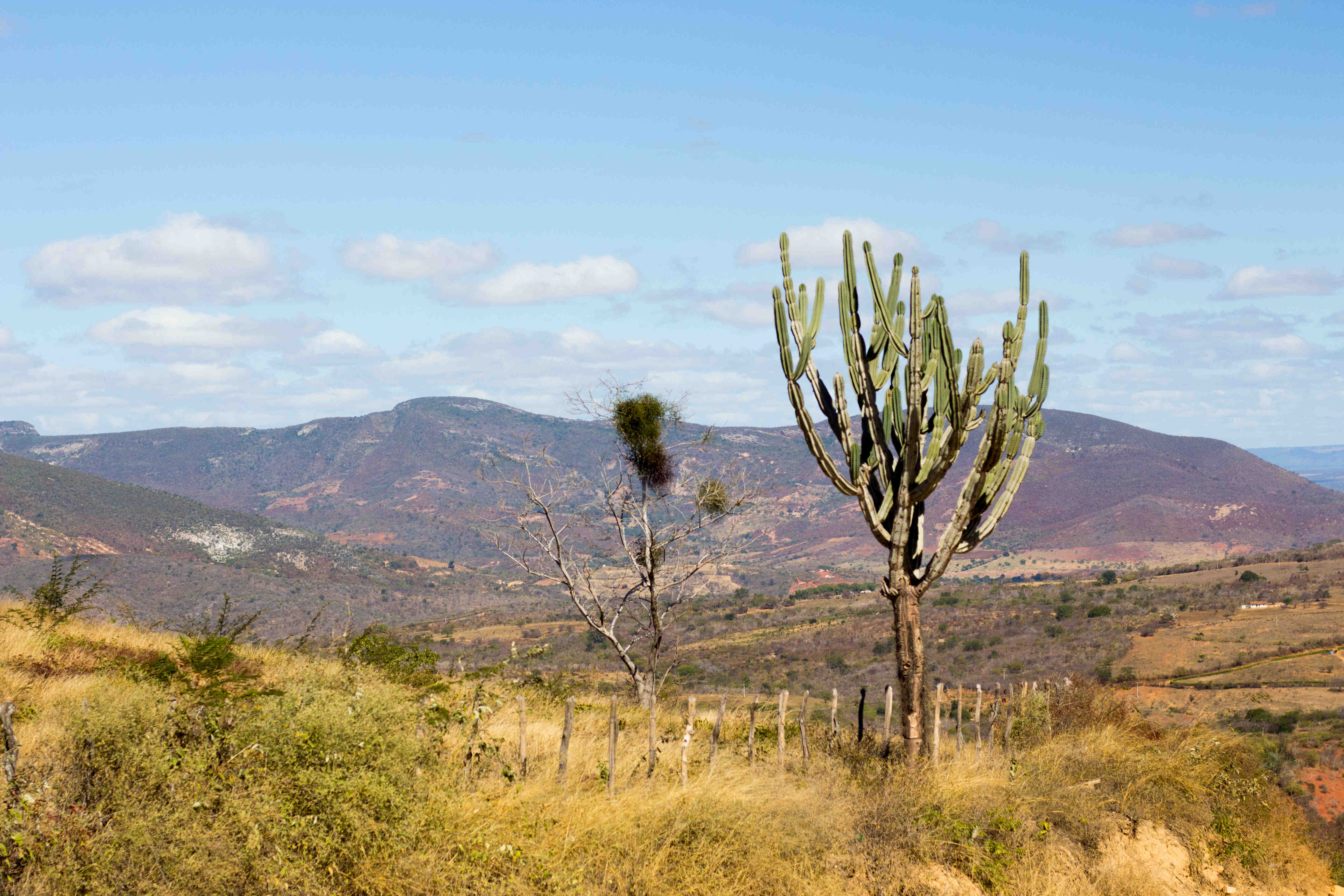 Mandacaru kaktus: otkrijte simbol sjeveroistoka