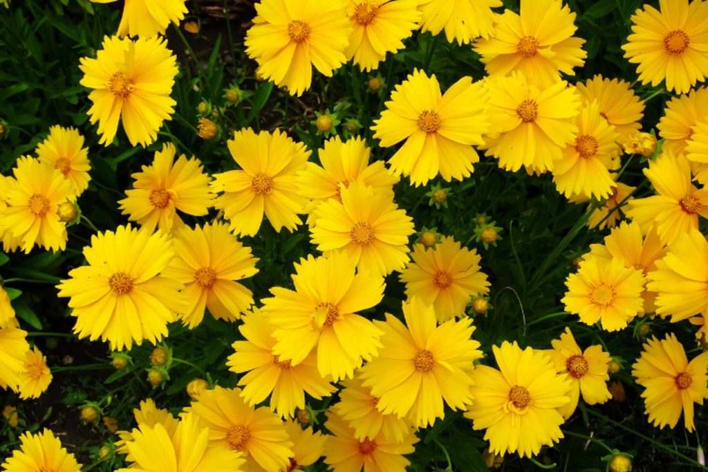 Bunga Aster Kuning: makna, cara merawat, dan lainnya