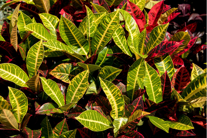 Croton: comproba o fácil que é plantar e cultivar na casa