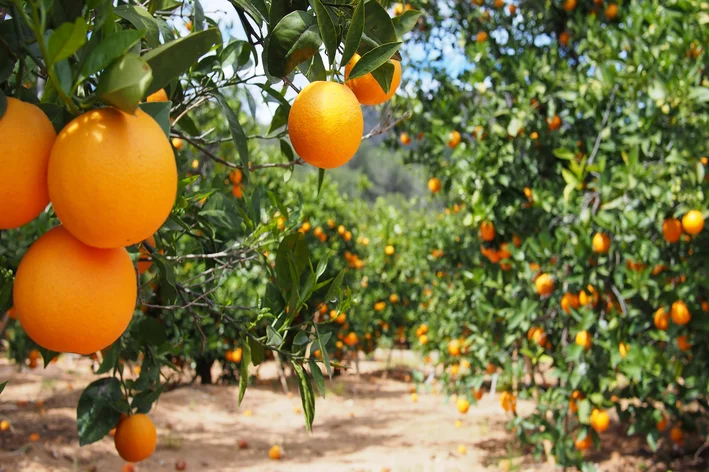 Apelsin daraxti: foydalari va uni uyda qanday etishtirishni biling