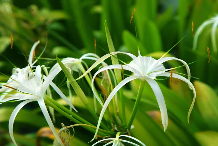 Spider Lily: ikasi ezaugarriei eta zaintzeko aholkuei buruz