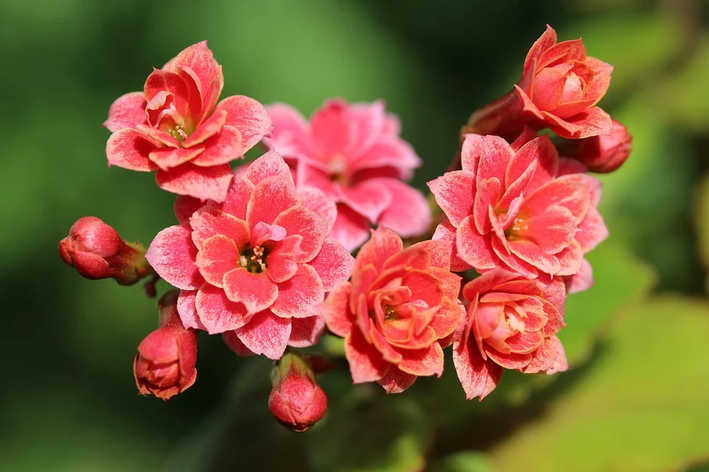 Kalanchoe: 행운의 꽃을 돌보는 법 배우기