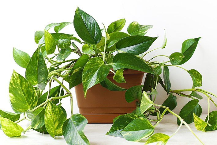 Boa boa plant: hoe't jo soargje, planten en dekoraasje ideeën