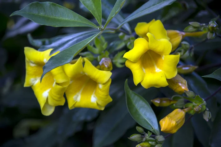 Alamanda: Oppdag denne spesielle planten