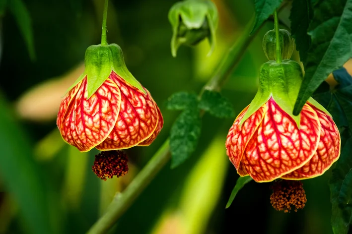 Abutilon: cultive en casa la planta linterna china