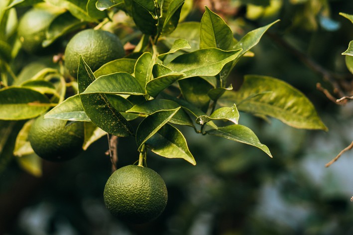 Hogyan termeszthetünk citromot egy cserépben és a kertben otthon