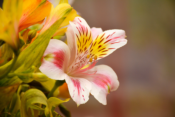 Astromelia: Lernen Sie, wie man diese schöne Landblume pflegt