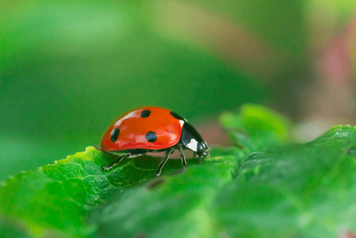 Ladybug: دوستانه ۽ فطرت لاء سٺو