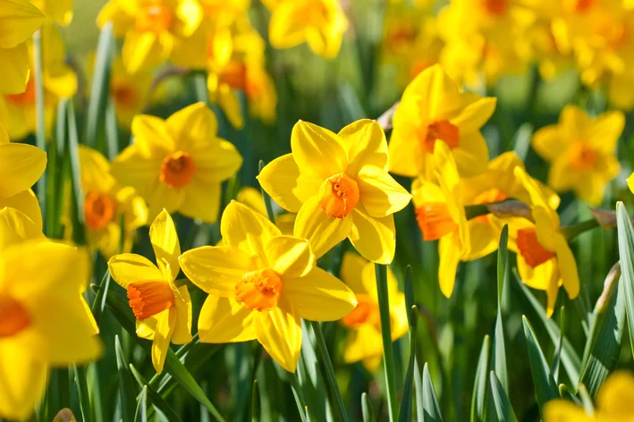Narcissus kukka: merkitys, ominaisuudet ja viljely