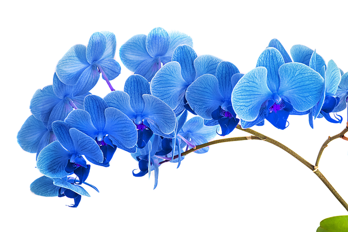Blaue Orchidee: Lernen Sie ihre Geheimnisse kennen