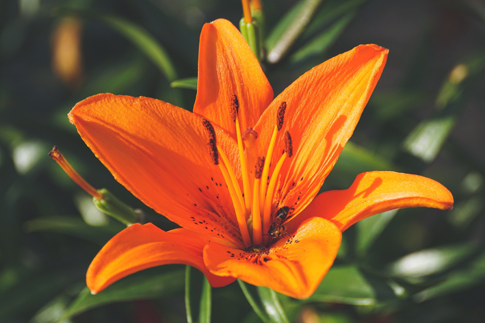 주황색 백합: 이 생생한 꽃을 키우세요