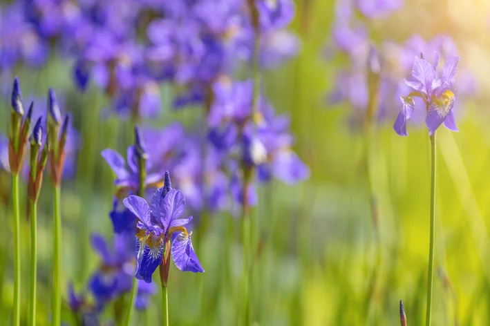 Lulja e irisit: mësoni si të mbillni dhe kultivoni