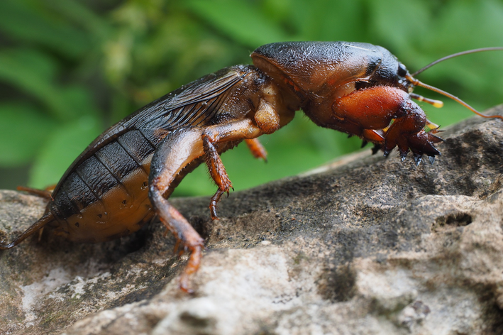 Akva hundo: kio ĝi estas kaj kiel malhelpi ĉi tiun insekton