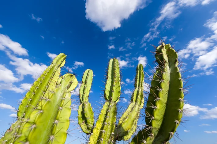 Typer af kaktus: lær om denne plantes arter