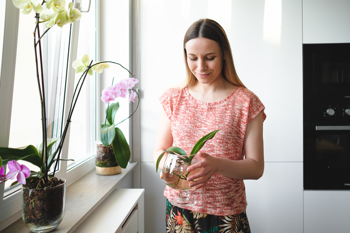Abono para orquídeas: aprenda a elegirlo