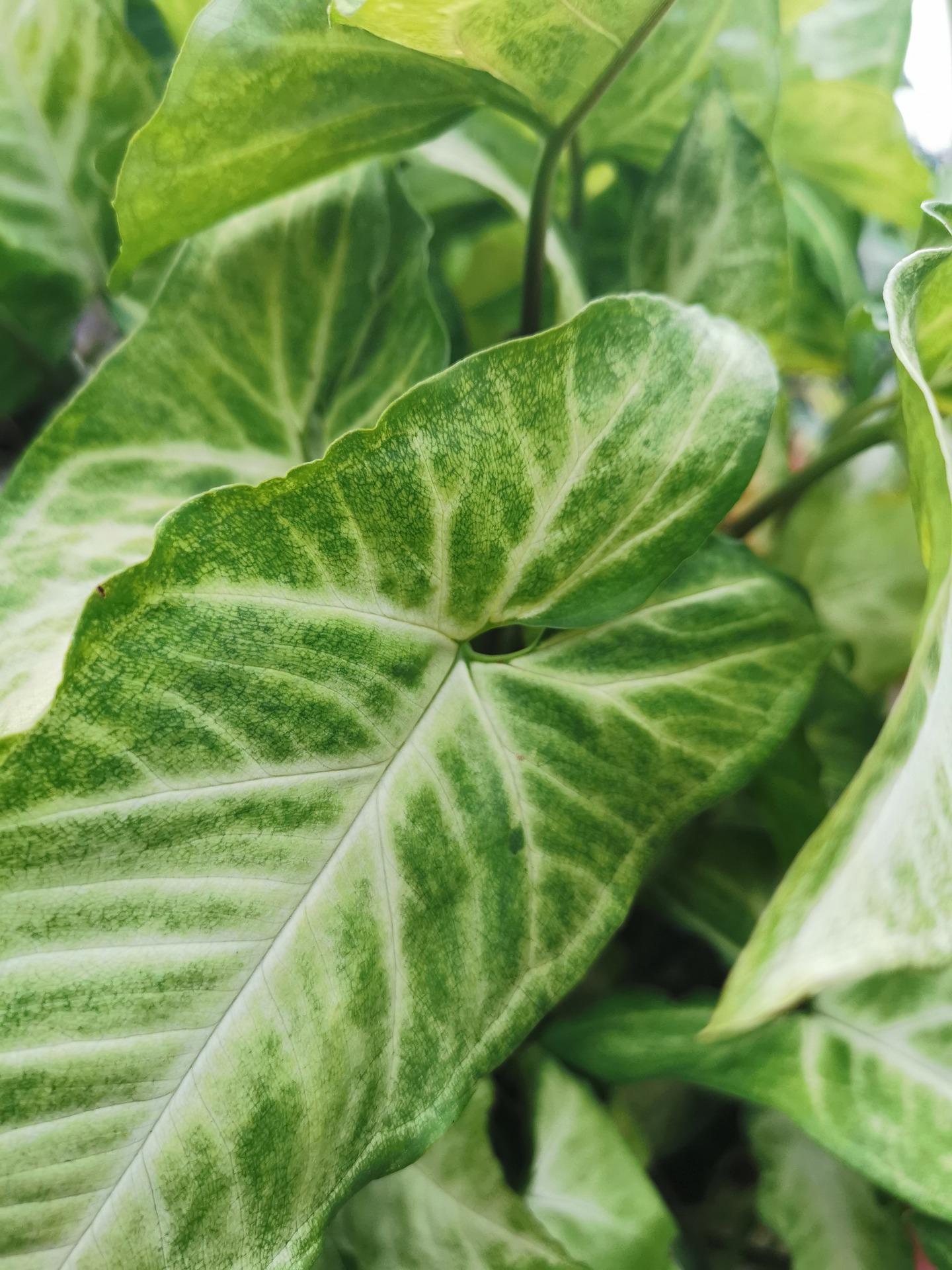 Singonium: la planta ideal para su jardín