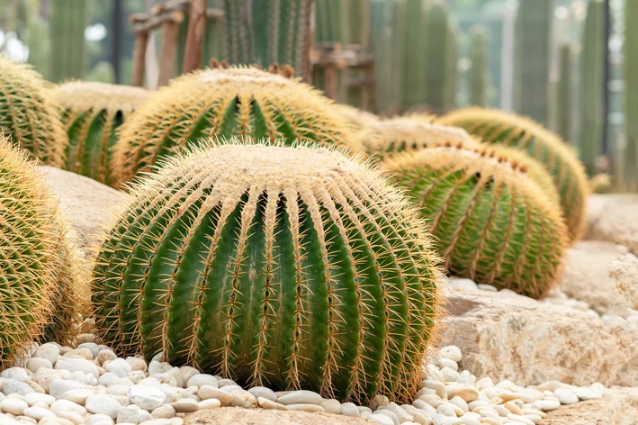 Ball kaktus: sadayana anu anjeun kedah terang pikeun ngagaduhan pepelakan ieu di bumi