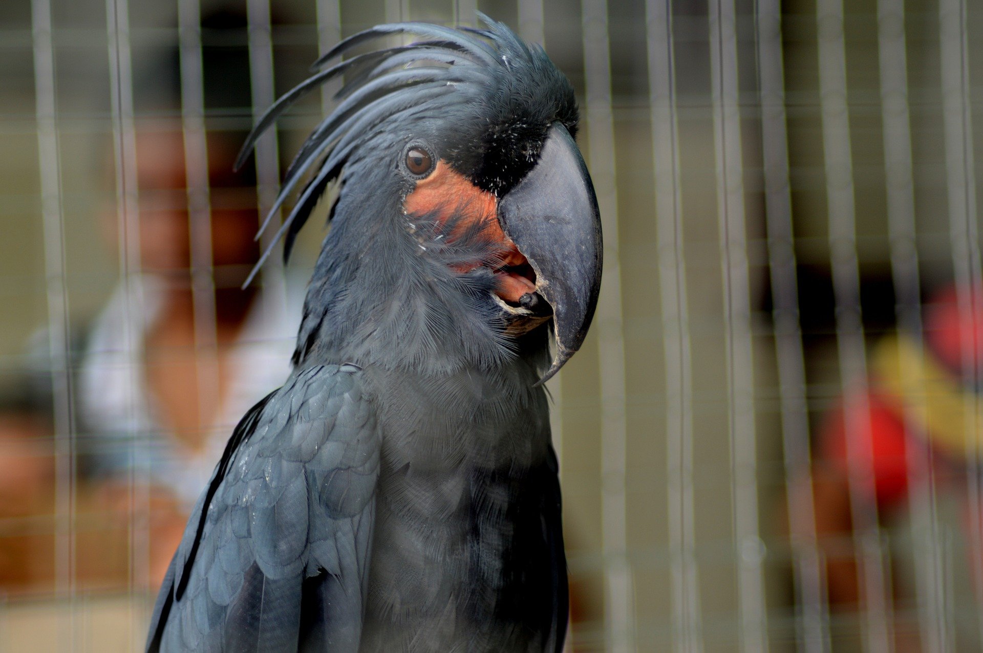 Mød en af de mest eksotiske fuglearter: Dracula-papegøjen