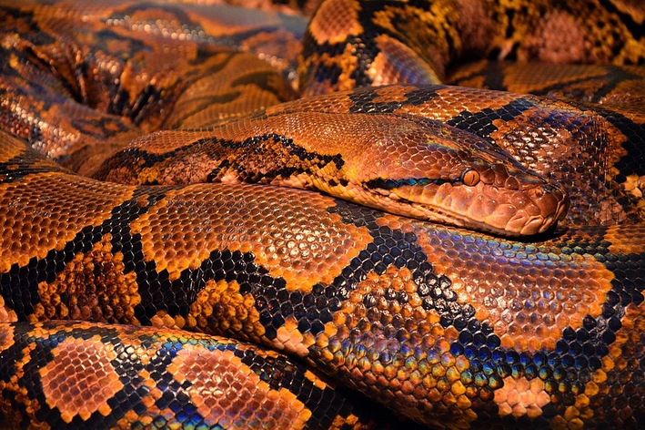Diferencia entre serpiente y culebra: más información