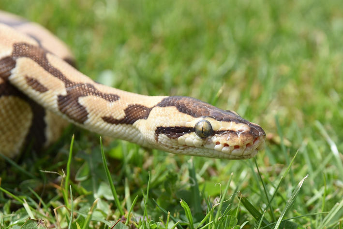 ¿Qué come la serpiente? Aprende todo sobre su dieta