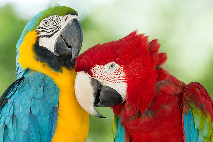 Pet macaw: a h-uile dad a dh ’fheumas tu a bhith eòlach