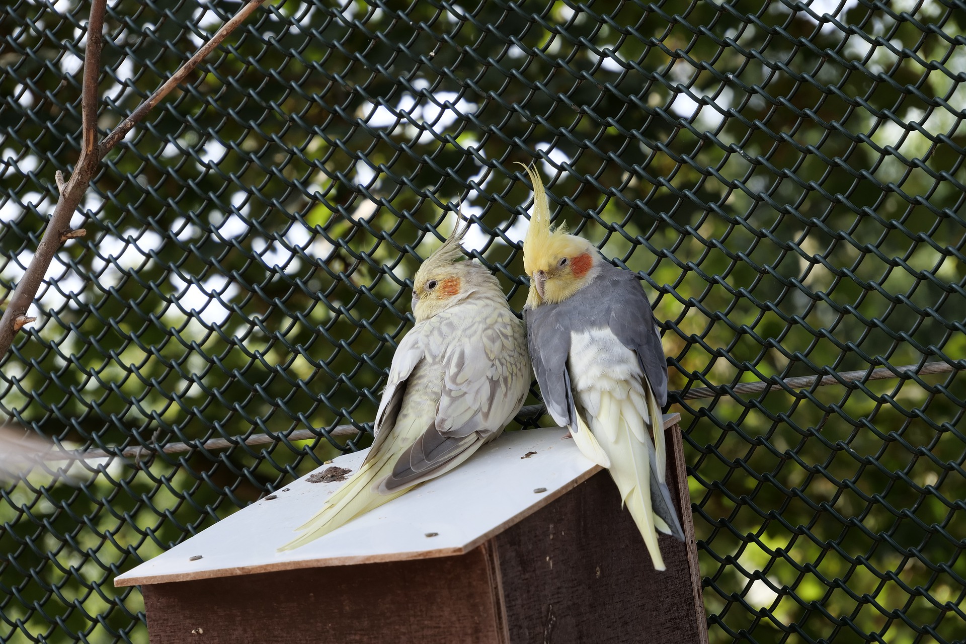 Harlekinkakaduja: lär dig mer om denna typ av fågel