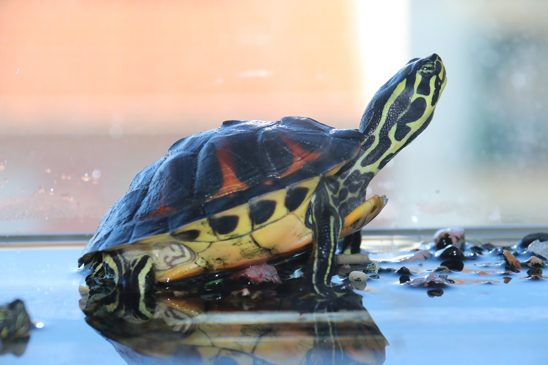 Schildkröte: Lernen Sie, wie man dieses Haustier im Haus züchtet