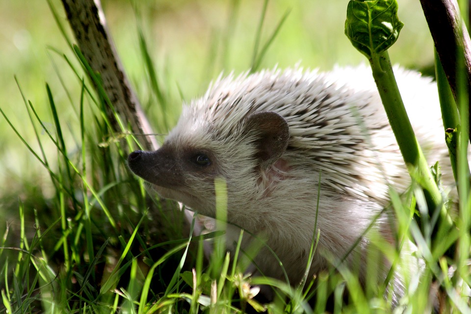 Pygmy Hedgehog: تۈرلەرنى بىلىڭ