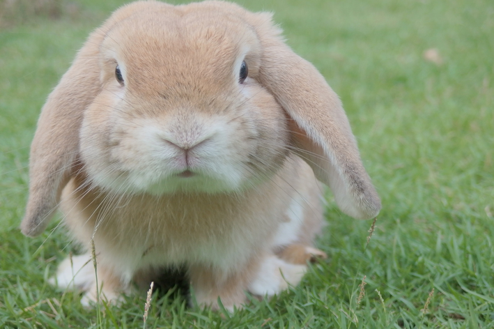 خرگوش غول پیکر: نژادهای اصلی و خصوصیات آنها را بشناسید