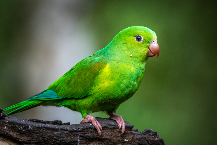 Periquitoverde: ontmoet de vogel die symbool staat voor de Braziliaanse fauna