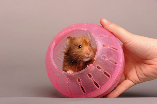 Globus für Hamster: ein anderes und lustiges Spiel