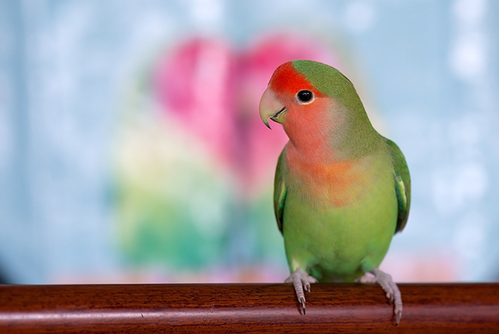 एगापोर्निस: इस खूबसूरत पक्षी के बारे में और जानें