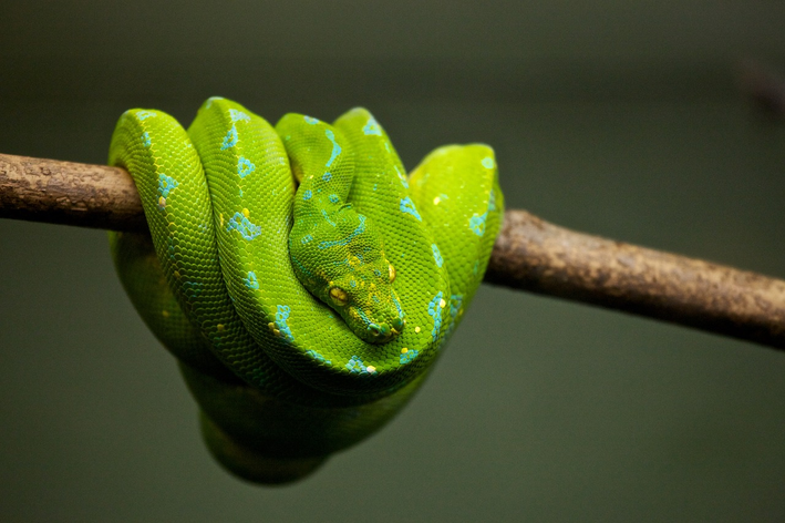 Una serp és vertebrada o invertebrada?