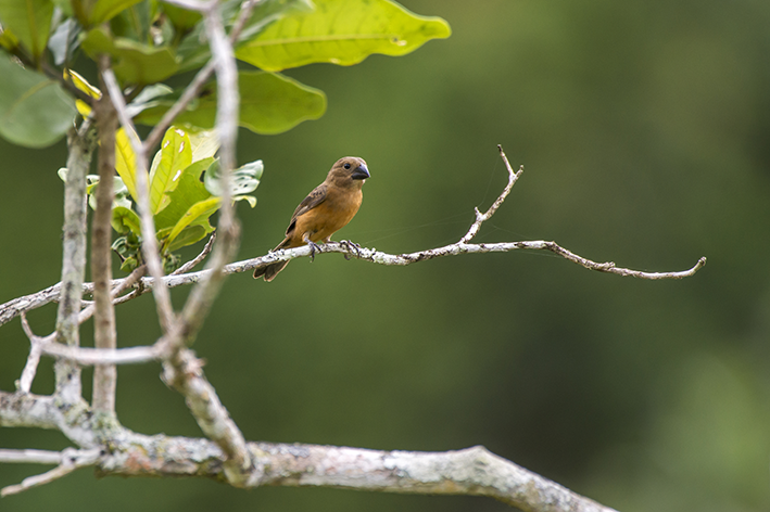 Curió: узнайте больше об этой птице, обитающей в Бразилии