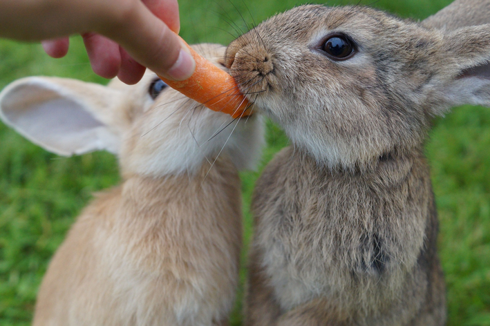 ウサギがニンジンを食べる？ その疑問、ここで解決