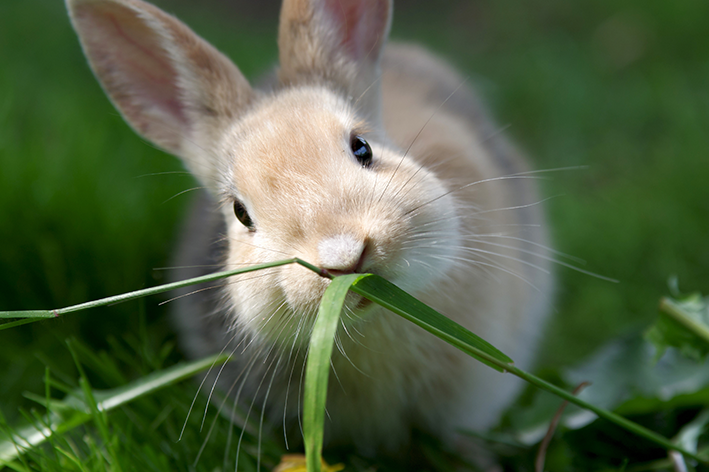 초식동물: 식물만 먹는 동물을 만나다