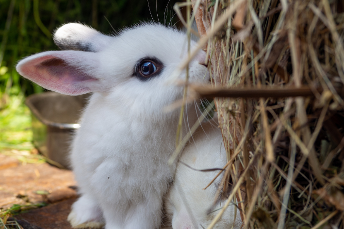 Hotot خرگوش: اصل، ځانګړتیاوې، عکسونه او نور