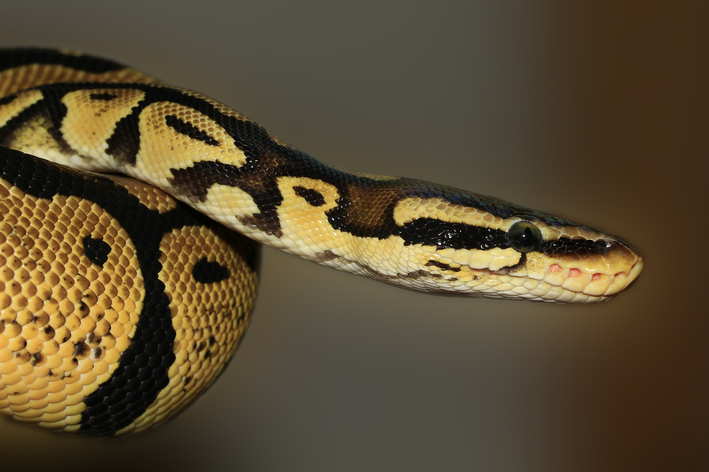 ヘビの寿命はどれくらいかご存じだろうか？