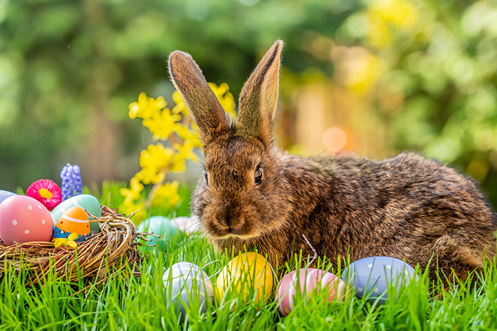 Easter Bunny: pinagmulan at kahulugan