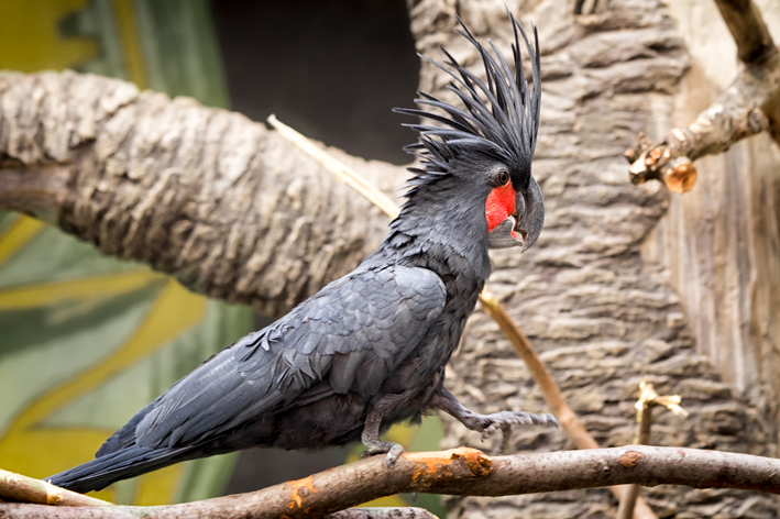 Crni kakadu: znajte sve o životinji