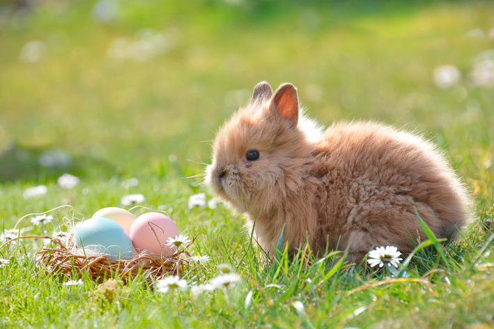 Kaninchen legen Eier? Lösen Sie dieses Rätsel!