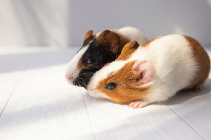 Hamster ve guinea pig arasındaki fark nedir?