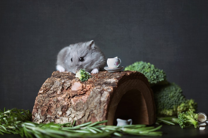 Hamster béo: phải làm gì để thú cưng giảm cân?