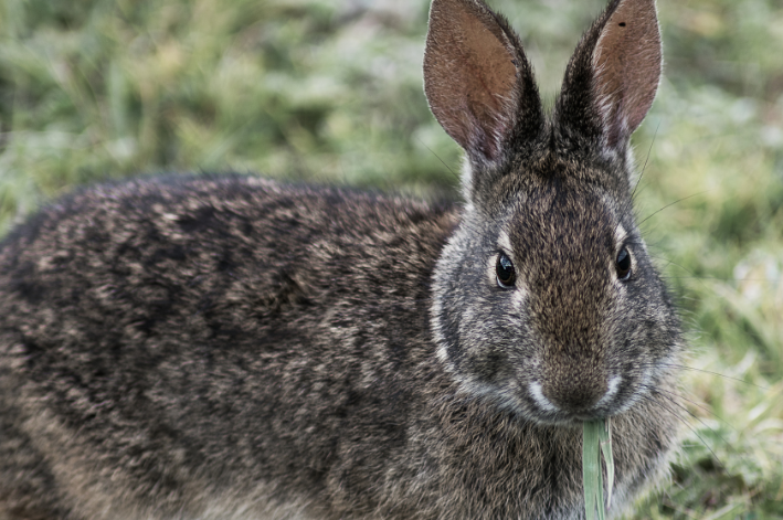 Können Kaninchen Gestrüpp essen? Finde es heraus!