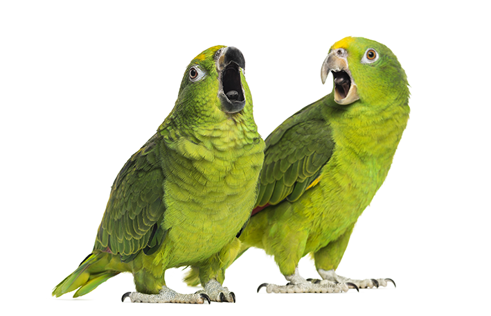 Papagailis, kas runā: iepazīstieties ar sugām, kurām patīk sazināties