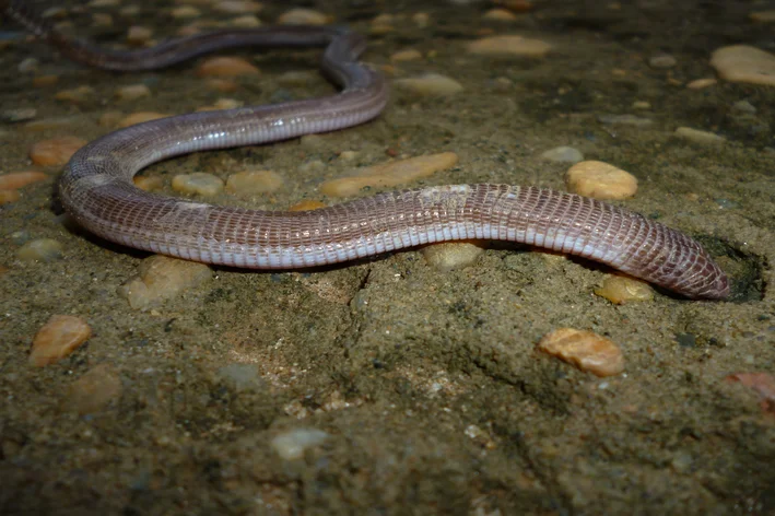 Cobracega: descubre todo sobre el animal que sólo es serpiente de nombre