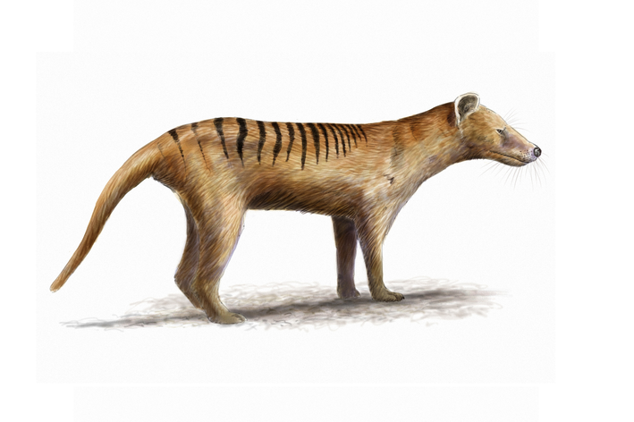 Thylacine ឬចចក Tasmanian ។ តើគាត់នៅរស់ទេ?