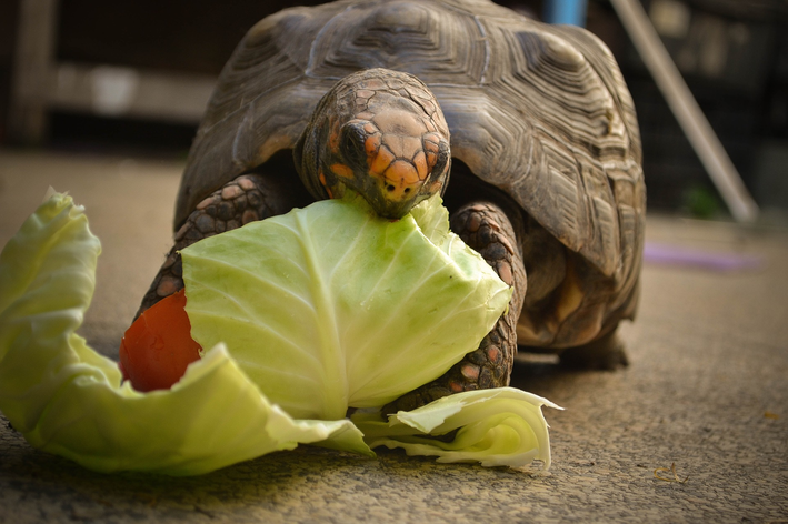 Com criar una tortuga: esbrina si aquesta és la teva mascota ideal